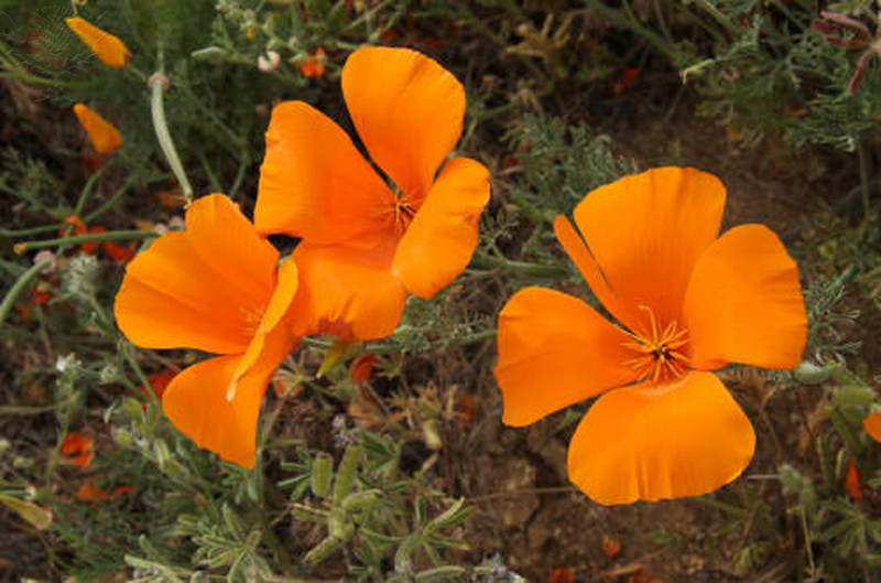 Three California poppy flowers